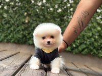Sevimli Pomeranian