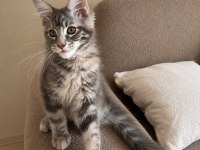 Dev Maine Coon Dişi Tortie Renk