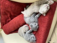Scottish fold yavru kedimiz