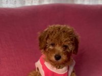 Poodle bebek köpeğimiz