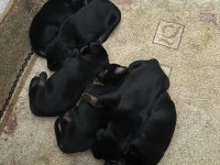 King Doberman yavruları