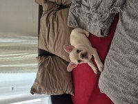French bulldog blue platinium