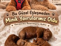 15 Günlük Orjinal Toy Poodle Yavrular