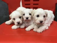 Minik Yavru Köpekler Yeni Yuvasına Gitmeye Hazırlar