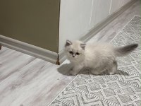 KOCA KAFA BRİTİSH YAVRULARA AA KALITE SAFKANDIR