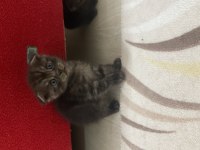 Scottish fold kediler