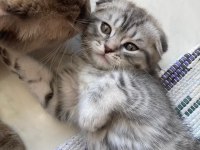 British ve scottish fold yavrularım