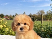MALTİPOO BİBLO ERKEK