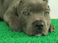 Bahçenize Koruma İsteyenler Aradınız Cane Corso Yavrunuz