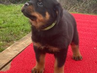 A Şecere Rottweiler TR Şampiyonu Yavrular 4 Dişi Ve 1 Erkek