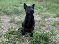 Belçika Malinois Jet Black