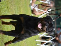 Secereli şampiyon rottweiler yavruları