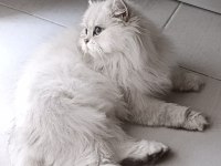 Silver point british longhair