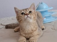 British Shorthair Golden Dişi
