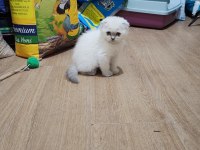 Scottish fold dişi