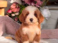 Petmode köpek çiftliğinden XL poodle yavrular