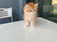 BY11 Dişi British Longhair