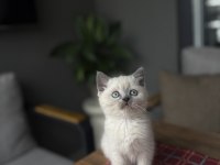 Brıtısh Shorthair Blue Point Yavrularım