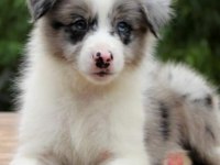 Safkan Avusturya Çoban Köpeği Yavruları