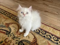 Chinchilla Yavrularımız Yeni Yuvalarını Arıyor