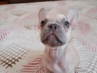 2 aylık french bulldog