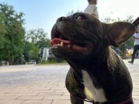 French bulldog paşamızı sahiplendireceğiz