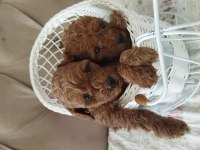 Toy poodle bebekler