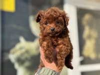 Petmode köpek çiftliğinden tea cup kore poodle