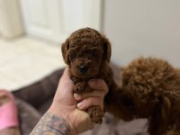 KORE KAN RED BROWN TOY POODLE YAVRULAR