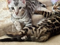 BENGAL KEDİSİ MUHTEŞEM GÜZELLİK