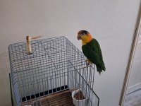 8 Aylık Kayık Papağanı