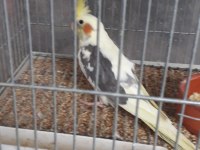 Pied Sultan papağanı