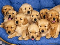 Gold renk golden retriever bebeklerim