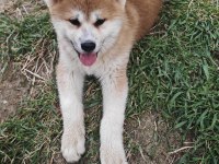 Orijinal Safkan Japon Akita İnu