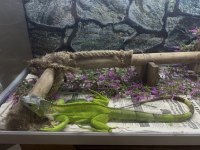 2 yaşında iguana sağlıklı pascal