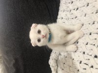 Yavru saf kan scottish fold bebekler acil yuva arıyor