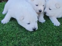 Kar Topu Samoyed Bebekler