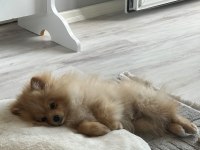4.5 aylık yavru pomeranian
