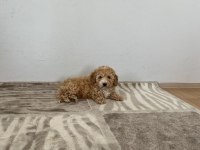 Toy Poodle Aşılı Erkek Bebek