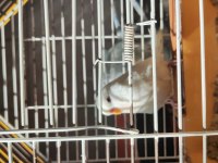 Albino kırmızı göz dişi muhabbet kuşu