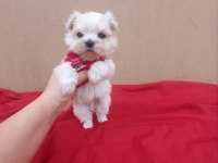 Kore maltese