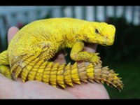 UROMASTYX FATURALI EVRAKLI ŞEKİLDE