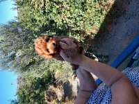 Yavru Poodle 2 aylık