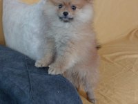 Teslime Hazır Ponçik Pomeranian Boo