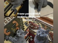 2 Aylık British Shorthair Yavru
