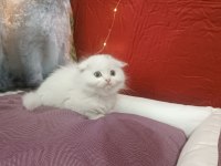 Kar topu scottish fold bebekler