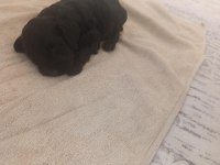 Bebek toy poodle 40 günlük