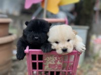 Chow chow (çin aslanı) yavrularımız