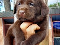 Labrador yavruler