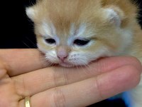 NY12 GOLDEN BRİTİSH SAFKAN ANNE BABA SCR KAYITLI